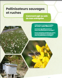 Pollinisateurs sauvages et ruches