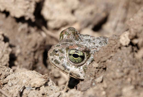 Crapaud vert (Bufotes viridis). Crédit photo : S. Wroza