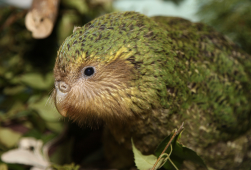 kakapo