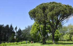 charte métropole des arbres - Nantes