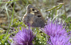 Création d'une zone de protection d'habitats naturels sur les pelouses sèches de l'aérodrome de Châteaudun