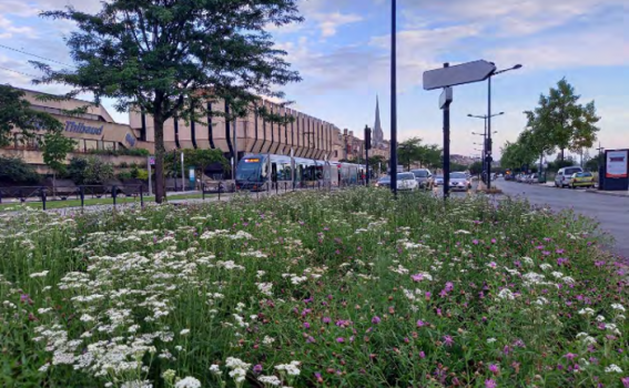 Embellissement du terre-plein central, Quai Sainte Croix à Bordeaux avec des végétaux marqués Végétal local (© Bordeaux métropole, 2021)