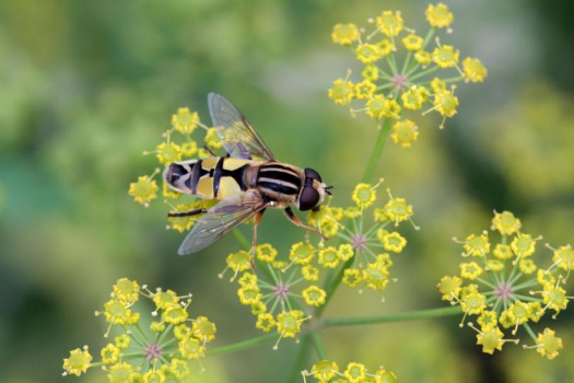 Enquête Plan national Pollinisateurs