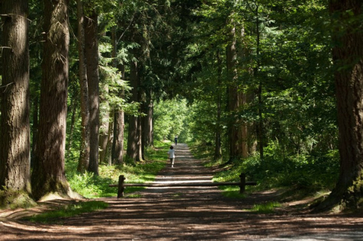 forêts françaises