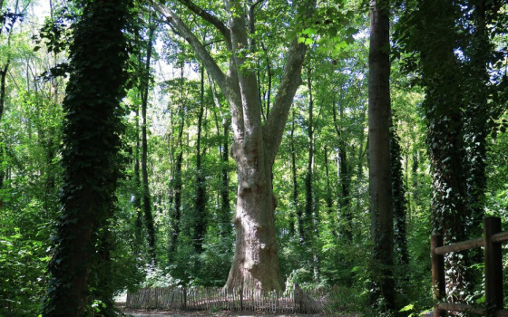 Observatoire arbres St Saint Denis