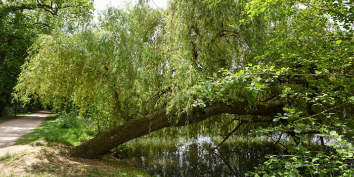 OAP TVB Nature en ville Strasbourg