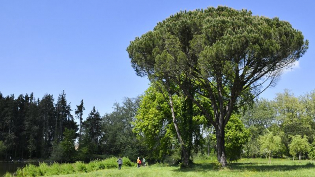 charte métropole des arbres - Nantes