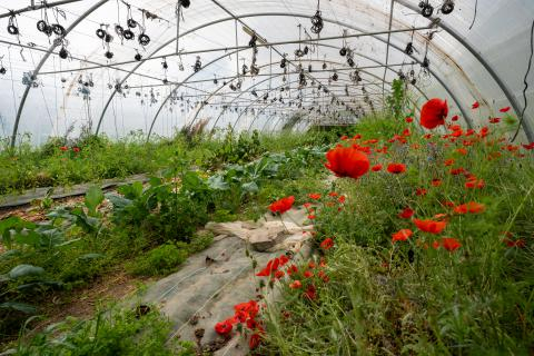 Une régie municipale agricole pour alimenter la restauration scolaire de la commune