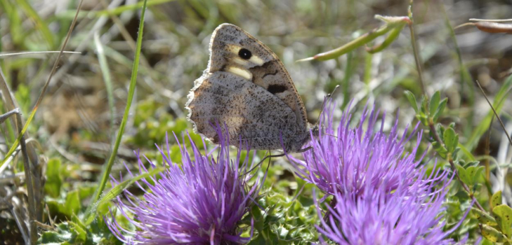 Création d'une zone de protection d'habitats naturels sur les pelouses sèches de l'aérodrome de Châteaudun