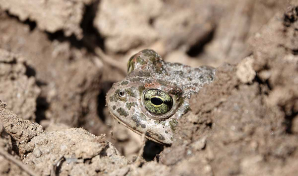 Crapaud vert (Bufotes viridis). Crédit photo : S. Wroza