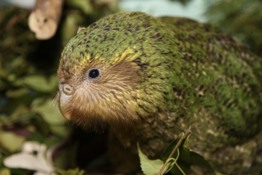 kakapo