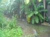 Saison des pluies à Mayotte