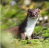 Diagnostic Biodiversité Ile-de-France