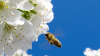 MOOC abeille