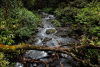 Cours d'une rivière