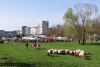 Arrivée des moutons à Cergy-Pontoise