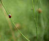 Lancement de l'appel à projets "MobBiodiv'Restauration"