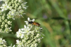 Plan biodiversité métropolitain